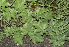 Apodanthera undulata