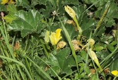 Apodanthera undulata