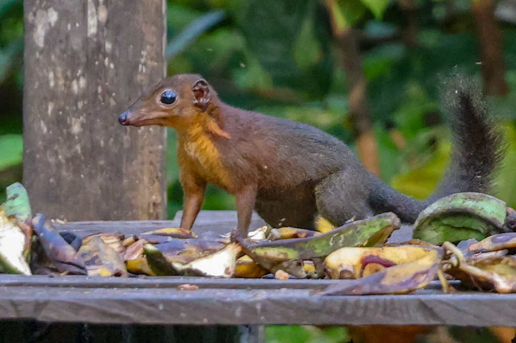 Kalimantan Treeshrew