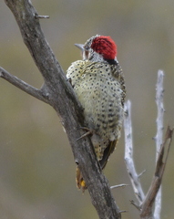 Campethera bennettii bennettii