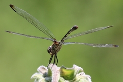 Dythemis