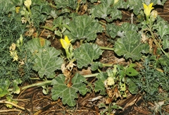 Apodanthera undulata