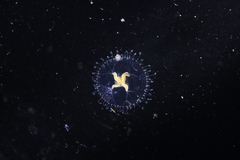 Proboscidactyla flavicirrata