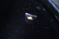 Proboscidactyla flavicirrata