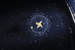 Proboscidactyla flavicirrata