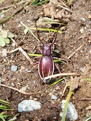 Eodorcadion carinatum