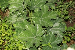 Apodanthera undulata