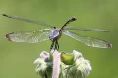 Dythemis