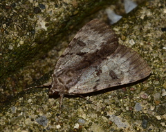 Catocala andromedae