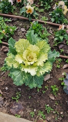 Brassica oleracea acephala