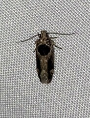 Pseudochelaria walsinghami