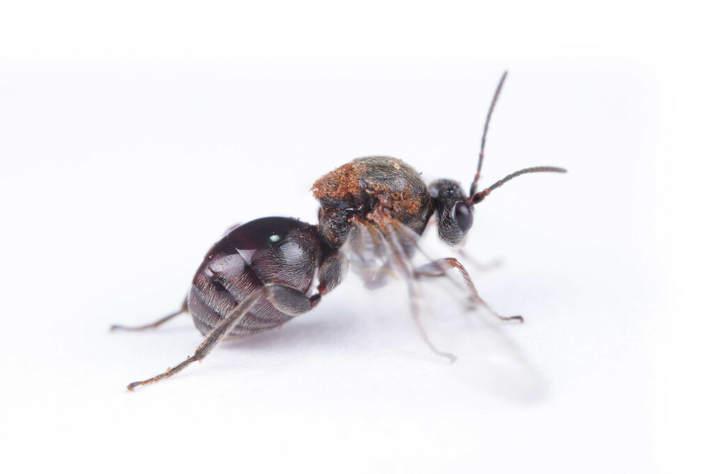 Lobed oak gall wasp