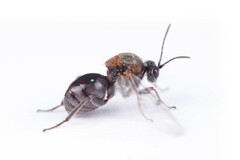 Lobed oak gall wasp