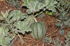 Apodanthera undulata