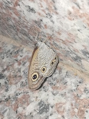 Ypthima multistriata