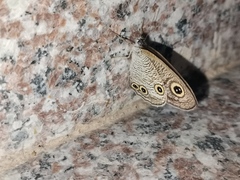 Ypthima multistriata