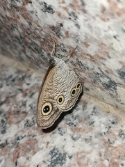 Ypthima multistriata