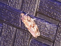 Phaecasiophora confixana