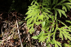 Austrolycopodium paniculatum