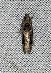 Pseudochelaria walsinghami