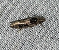 Pseudochelaria walsinghami