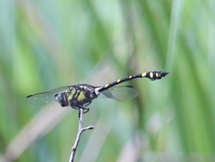 Ictinogomphus rapax