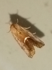 Hypsoropha hormos