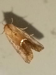 Hypsoropha hormos