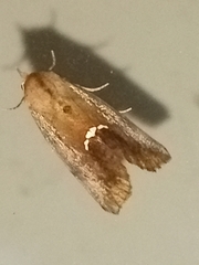 Hypsoropha hormos
