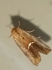Hypsoropha hormos