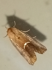 Hypsoropha hormos