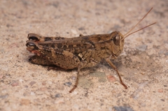 Calliptamus abbreviatus