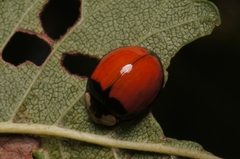 Harmonia axyridis