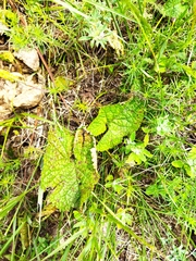 Phlomoides tuberosa