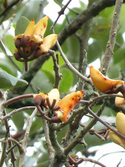Erythrina fusca