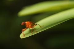Apoderina