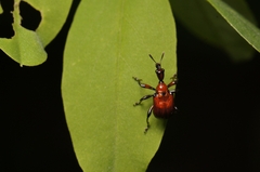 Leptapoderus nigroapicatus
