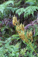 Austrolycopodium paniculatum