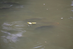 Oreochromis niloticus