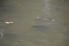 Oreochromis niloticus