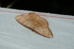 Pylargosceles steganioides