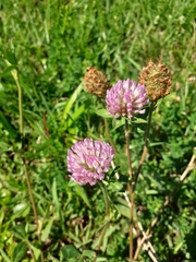 Trifolium pratense