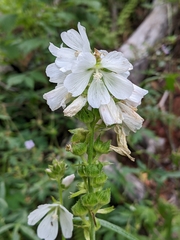 Sidalcea candida
