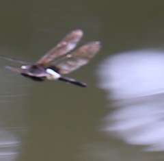 Pseudothemis zonata