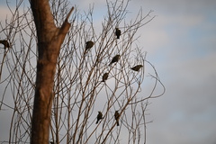 Thraupis palmarum
