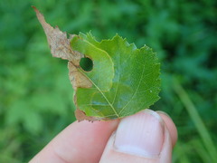 Phylloporia bistrigella