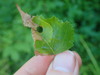 Phylloporia - Photo (c) Julia Blyth, some rights reserved (CC BY-NC), uploaded by Julia Blyth