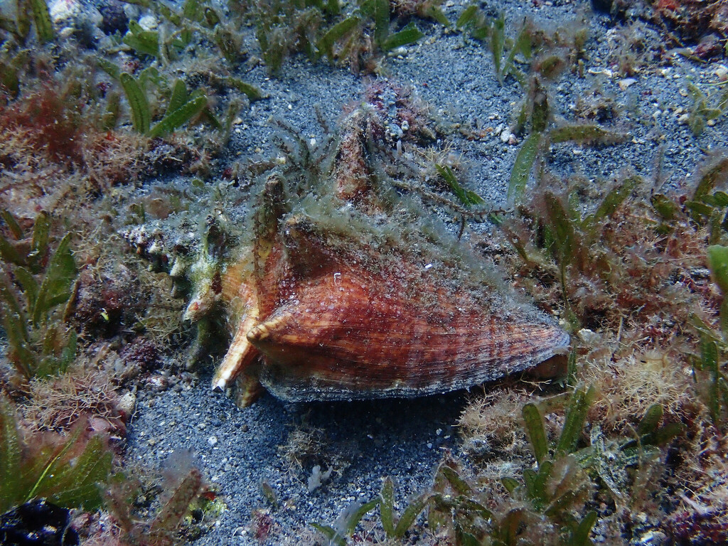 Queen conch with a reddish spiny shell resting on seagrass over sandy seabed