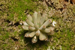 Orostachys