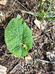 Phlomoides tuberosa